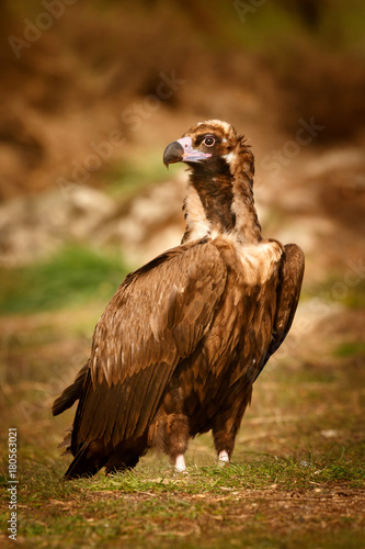 The majestic black vulture