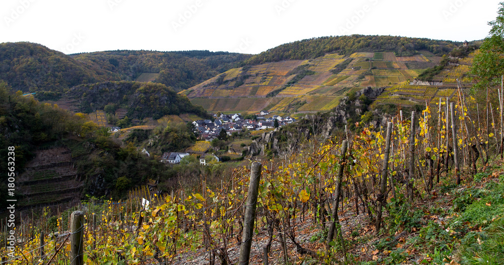 Weinstöcke auf dem Rotweinwanderweg im Ahrtal