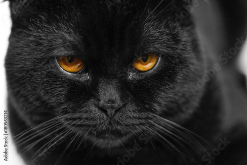 Fototapeta Naklejka Na Ścianę i Meble -  Close-up serious black Cat with Yellow Eyes in Dark. Face black Scottish fold cat with Golden eyes. Portrait of the cat