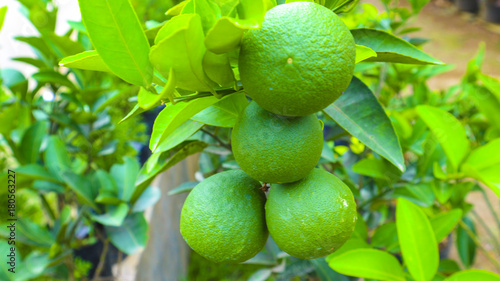 lime fruit in the plant