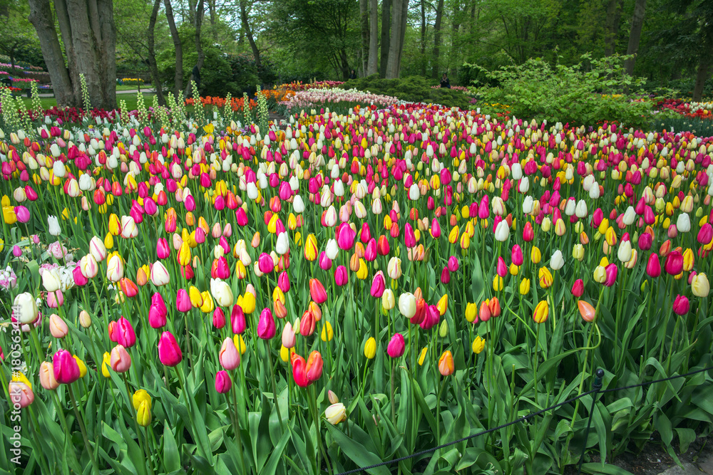 Holland beautiful vivid tulip fields