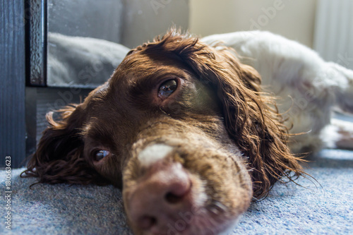 a close up of a sleeping springer spanial dog