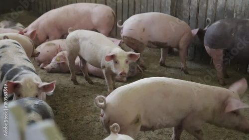 Group of fattening pigs photo