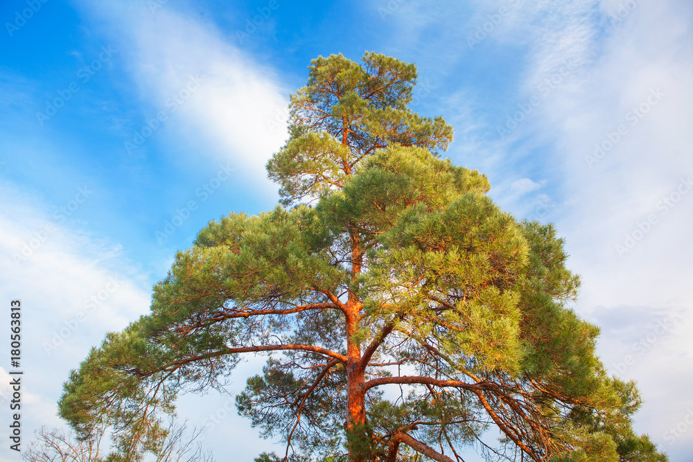 green pine against blue heaven