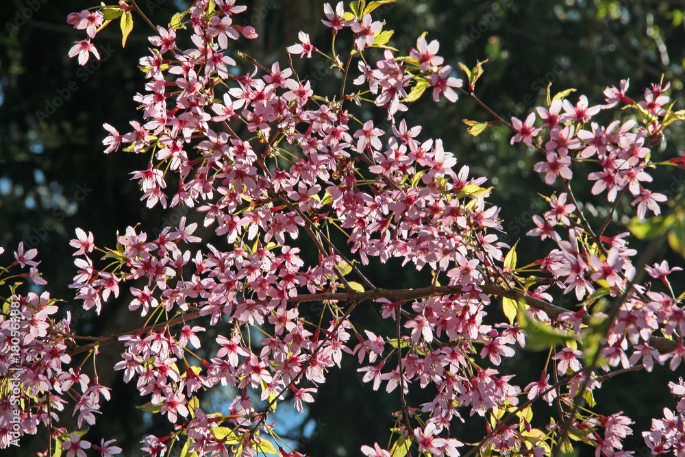 Fototapeta premium Blüten der Zierkirsche