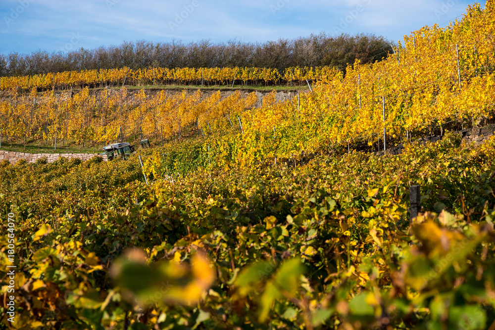 Obraz premium Weinberg