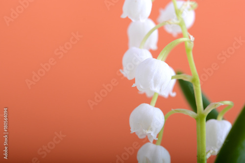 lilies of the valley on a orange background close up