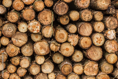 Close up of a stack of logs after just being cut down