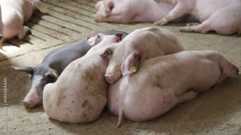 Pigs napping on pigsty floor Pigs napping on pigsty floor