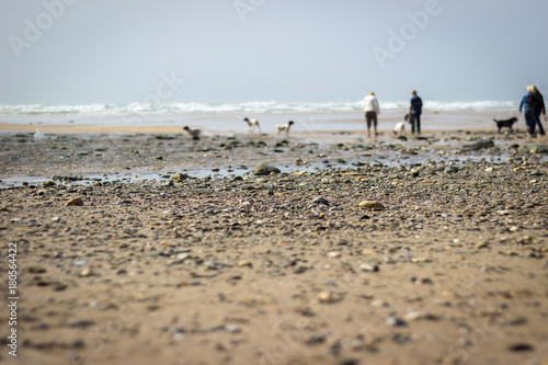 people and dogs walking on a beach next to the sea