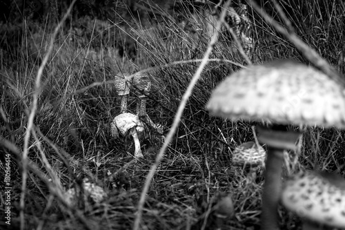 Mushrooms in a meadow close up in black and white