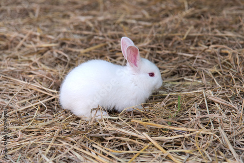 Animal - White little Rabbit on straw floor