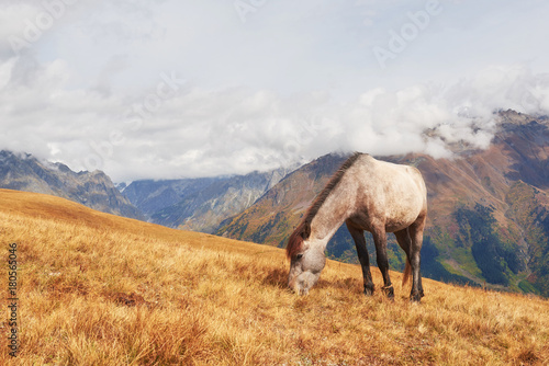 Charming Icelandic horses in a pasture with mountains in the background