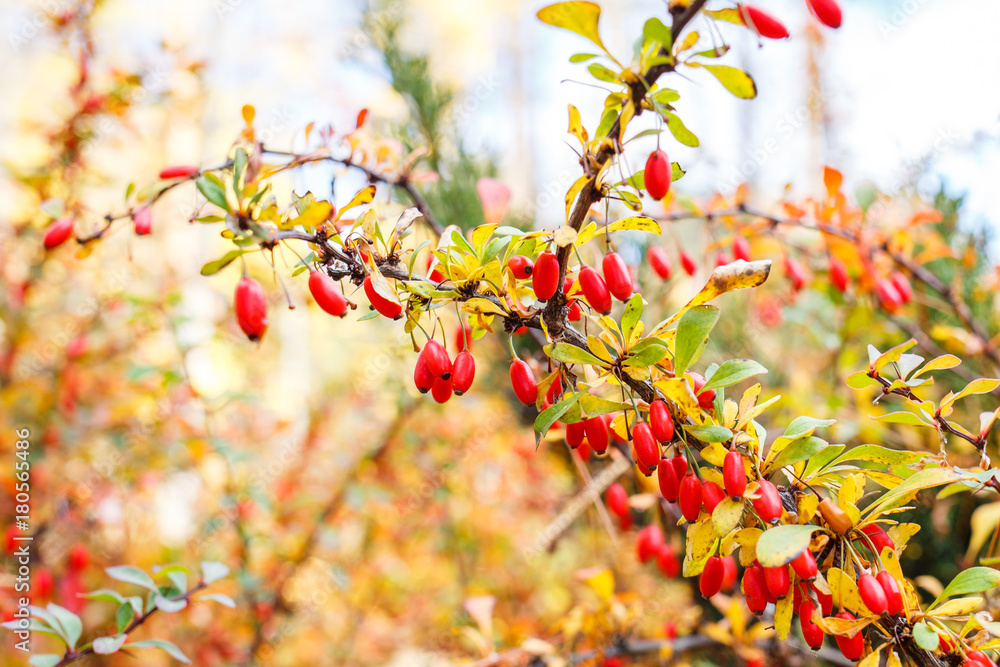 Berberis or Barberry shrub with ripe red berries on twigs. Berberis or Barberry shrub with ripe red berries on twigs.