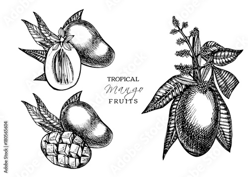 Hand drawn mango fruits set with leafs and mango slices and cubes. Sketch style vector fruit illustration isolated on white background. Organic food.