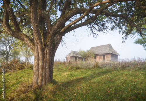 Old wooden houses under the big tree on a hill