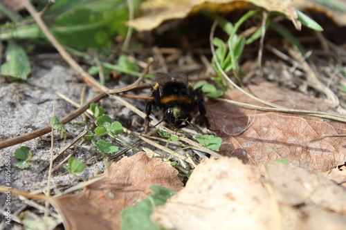 We do not fly, but crawl in the autumn in the early morning.