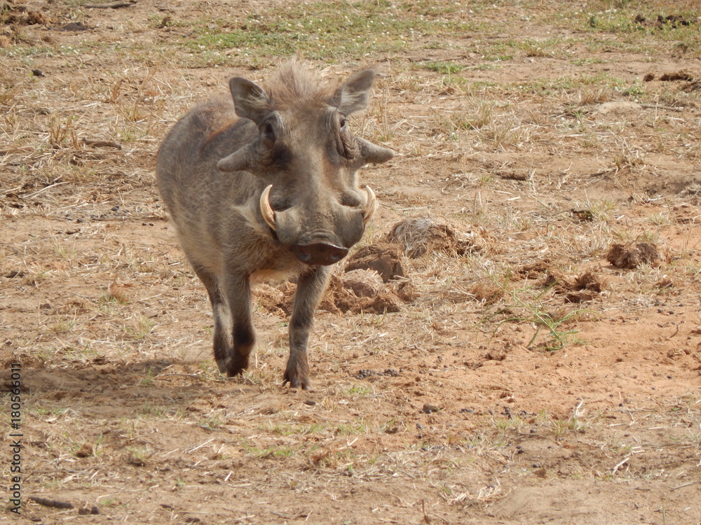 South African wildlife South African wildlife