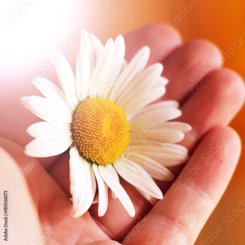 Little hand with daisy photo