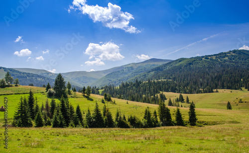 Beautiful trees in the mountains. Green grass and hot sun. Summer season