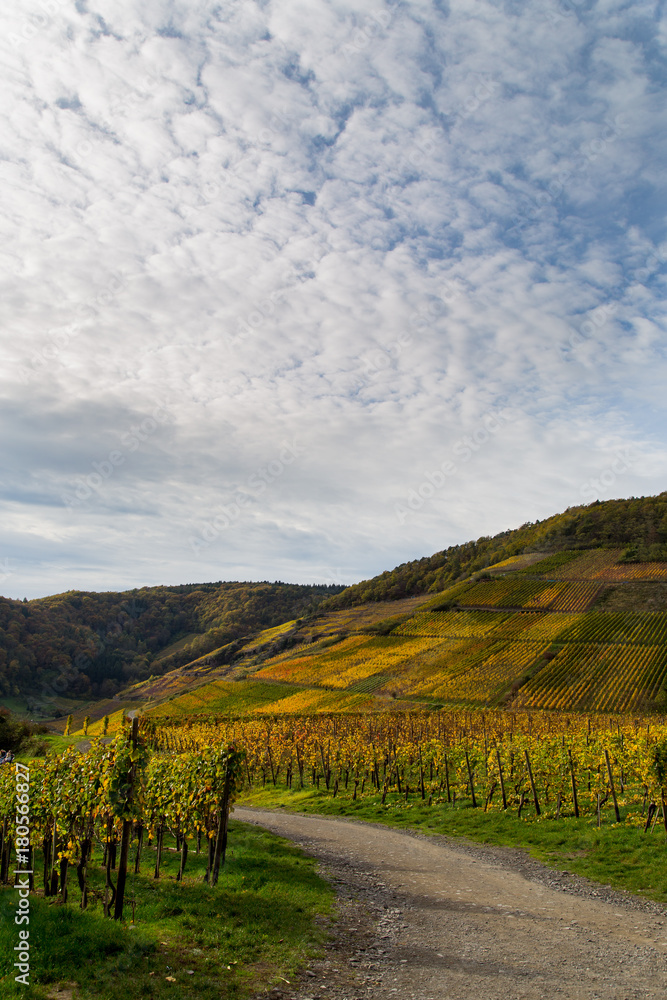 Naklejka premium Auf dem Rotweinwanderweg im Ahrtal im Herbst