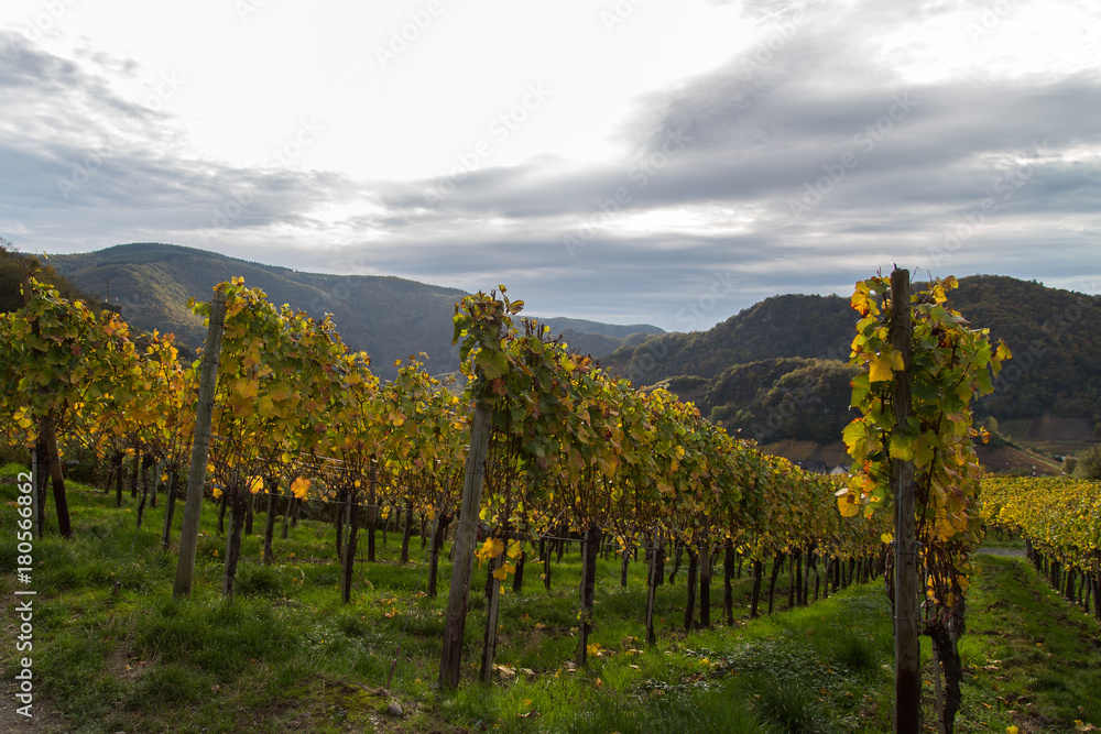 Naklejka premium Weinreben auf dem Rotweinwanderweg im Ahrtal im Herbst