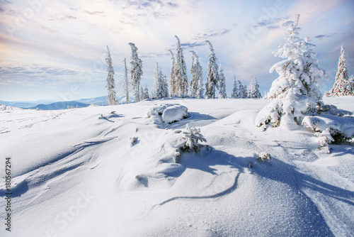 Winter tree in snow. Carpathian, Ukraine, Europe. Bokeh light effect, soft filter. Instagram toning effect © standret