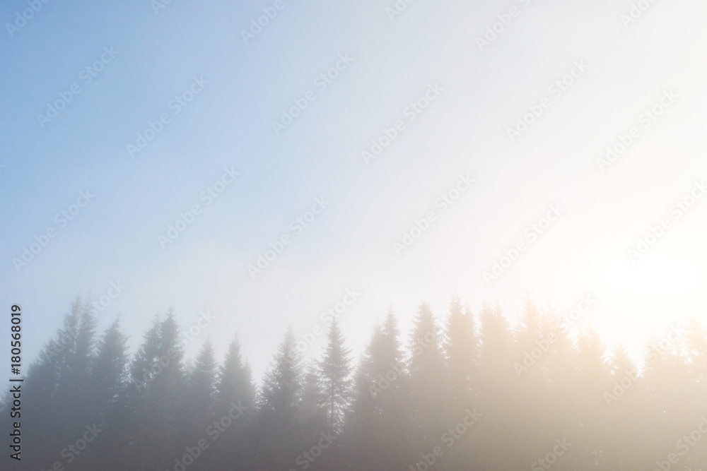 Morning fog creeps with scraps over autumn mountain forest covered in gold leaves Morning fog creeps with scraps over autumn mountain forest covered in gold leaves