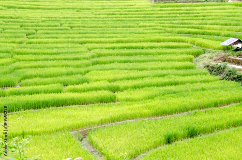 Grass. Fresh green spring grass with hut. Soft Focus. Abstract Nature Background