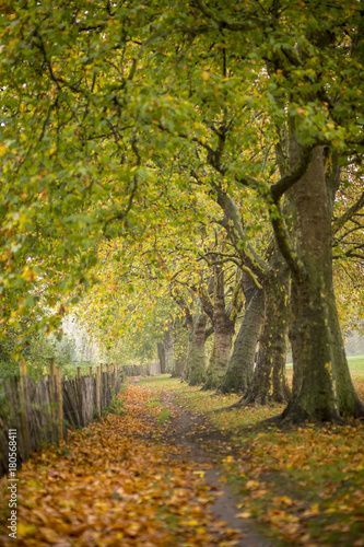 Footpath through beautiful still autumn colours 