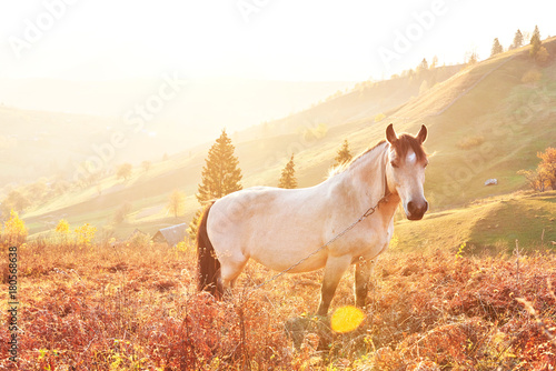 White Arabian horse graze on on the mountain slope at sundown in orange sunny beams. Carpathians, Ukraine, Europe