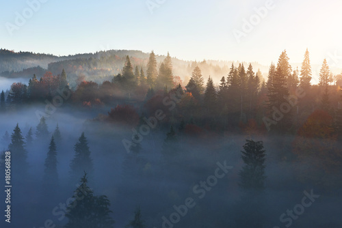 Fairy sunrise in the mountain forest landscape in the morning. The fog over the majestic pine forest. Carpathian, Ukraine, Europe. Beauty world