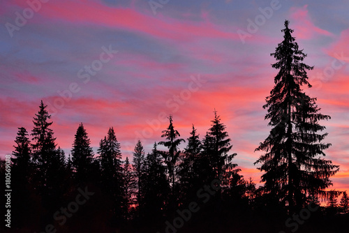 Majestic sky  pink cloud against the silhouettes of pine trees in the twilight time. Carpathians  Ukraine  Europe. Discover the world of beauty