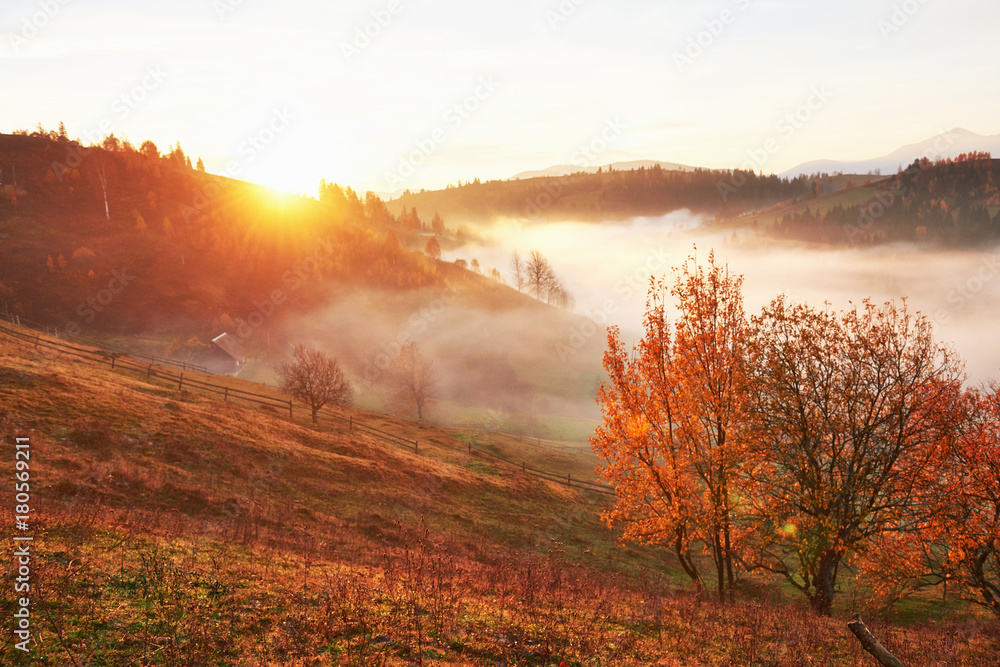 Shiny tree on a hill slope with sunny beams at mountain valley covered with fog. Gorgeous morning scene. Red and yellow autumn leaves. Carpathians, Ukraine, Europe. Discover the world of beauty