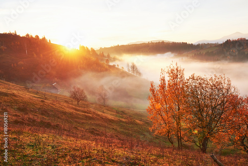 Shiny tree on a hill slope with sunny beams at mountain valley covered with fog. Gorgeous morning scene. Red and yellow autumn leaves. Carpathians  Ukraine  Europe. Discover the world of beauty