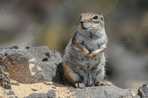 Wondered chipmunk-housewife bask in the summer sun. Close-up chipmunk portrait  Fuerteventura  Canary Islands