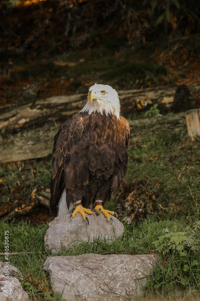 Obraz premium bald eagle - haliaeetus leucocephalus, falconry, Vorarlberg, Austria