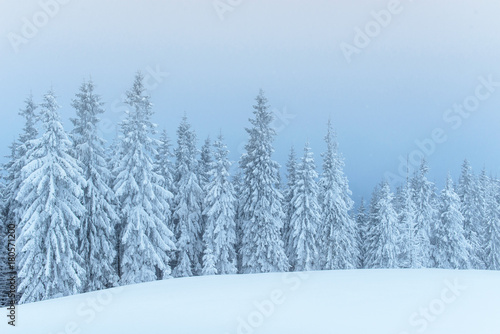 Frozen winter forest in the fog. Pine tree in nature covered with fresh snow Carpathian, Ukraine © standret