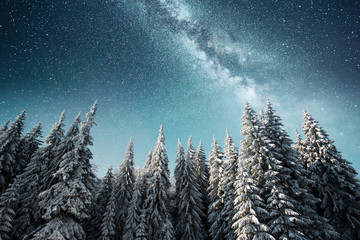 magical winter snow covered tree. Winter landscape. The winter lake is frozen on the front