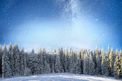 magical winter snow covered tree. Winter landscape. The winter lake is frozen on the front