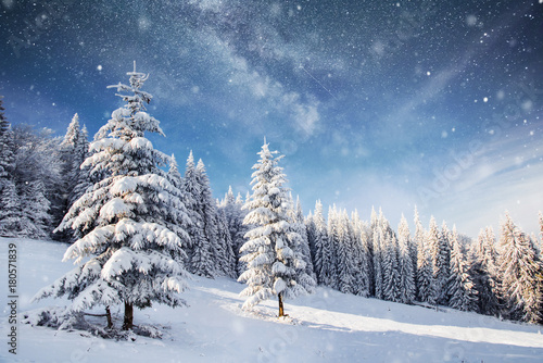 Wallpaper Mural magical winter snow covered tree. Winter landscape. The winter lake is frozen on the front Torontodigital.ca