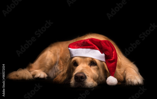 Golden Retriever dog isolated on black © SasaStock