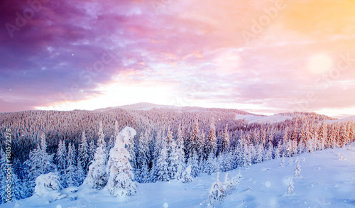 Wallpaper Mural Mysterious winter landscape majestic mountains in winter. Magical winter snow covered tree. Photo greeting card. Bokeh light effect, soft filter. Torontodigital.ca