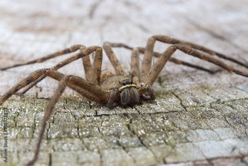 Brown spider in the family Sparassidae on old wooden surface . Toxicity causes slight swelling. Get rid of the cockroaches. Close up and blur. (Heteropoda venatoria). Brown spider in the family Sparassidae on old wooden surface . Toxicity causes slight swelling. Get rid of the cockroaches. Close up and blur. (Heteropoda venatoria).