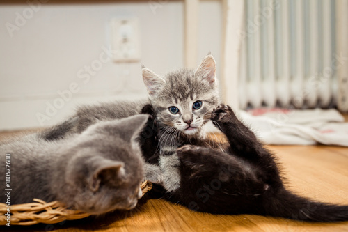 grey tabby kitten resting indoors