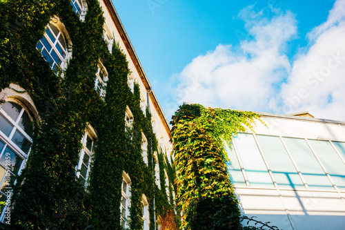 ivy modern building with fluffy clouds in the sky