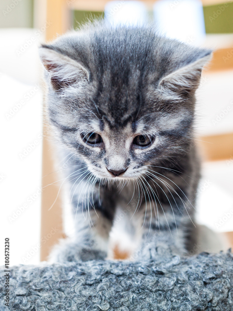 grey tabby kitten resting indoors