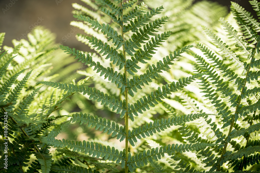 close up of a fern in spring