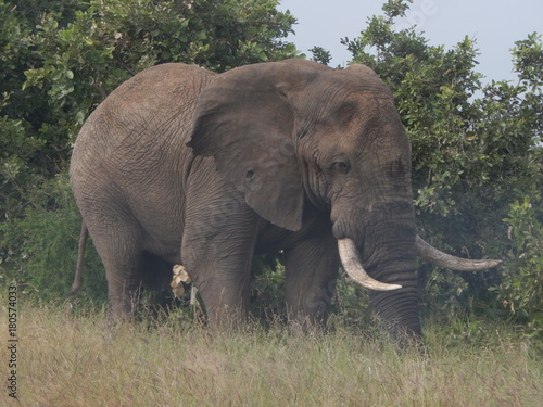 South African wildlife