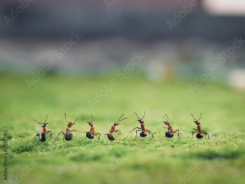 Seven ants on moss. Macro. Insects stand in a row © kozorog